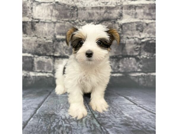 Yorkshire Terrier DOG Male Black Tan / White 15787 Petland Chillicothe, Ohio