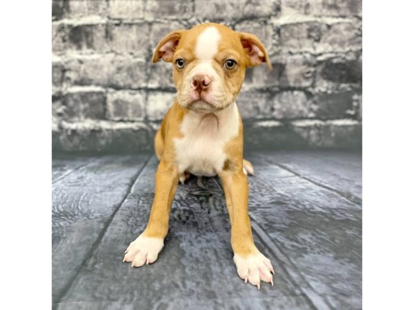 Boston Terrier DOG Male Red Merle 15789 Petland Chillicothe, Ohio