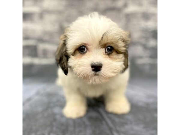 Teddy Bear DOG Female Brown / White 15790 Petland Chillicothe, Ohio