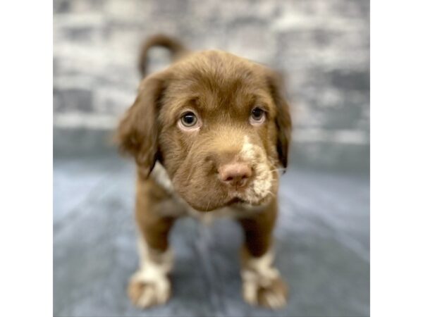 Mini Hippo DOG Female Chocolate Merle 15791 Petland Chillicothe, Ohio