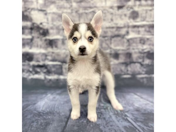 Pomsky-DOG-Male-Blk Wh-15792-Petland Chillicothe, Ohio