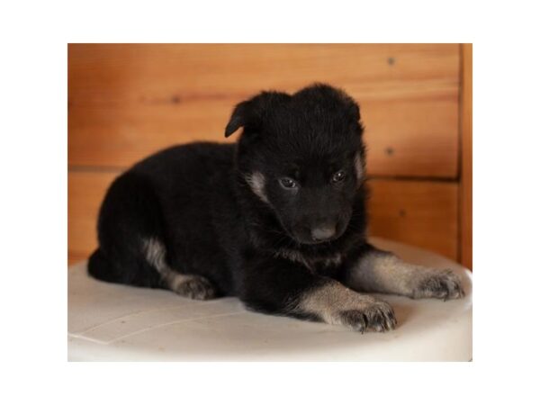 German Shepherd Dog DOG Female Black / Silver 15805 Petland Chillicothe, Ohio