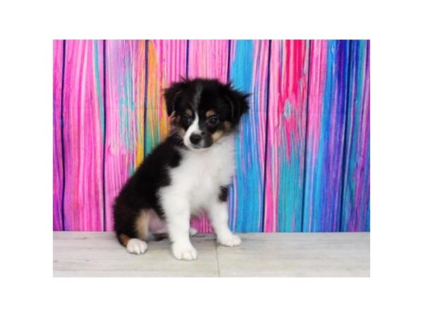 Toy Australian Shepherd DOG Male Black 15803 Petland Chillicothe, Ohio