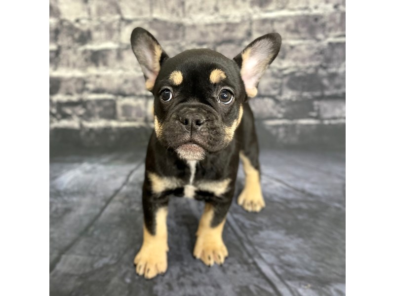 Black tan and deals white french bulldog