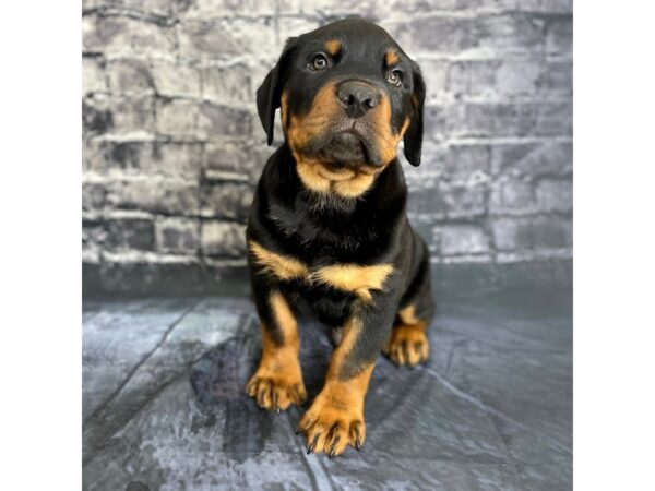 Rottweiler DOG Male Black / Tan 15807 Petland Chillicothe, Ohio