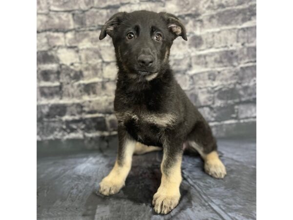 German Shepherd Dog DOG Male Black / Silver 15806 Petland Chillicothe, Ohio