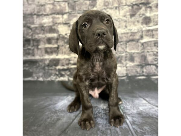 English Mastiff DOG Male Brindle 15804 Petland Chillicothe, Ohio