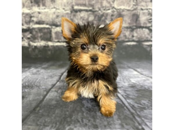 Yorkshire Terrier DOG Female Black / Tan 15802 Petland Chillicothe, Ohio