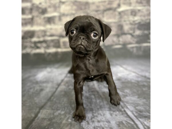 Pug-DOG-Female-Black-15801-Petland Chillicothe, Ohio