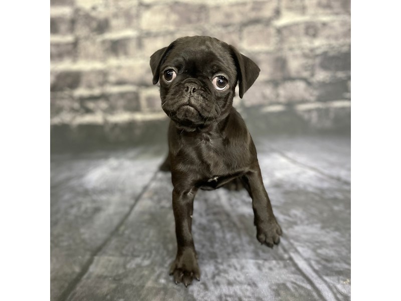 Pug Puppy Black ID:15801 Located at Petland Chillicothe, Ohio