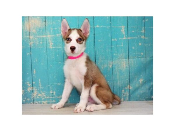 Siberian Husky DOG Male Red / White 15817 Petland Chillicothe, Ohio