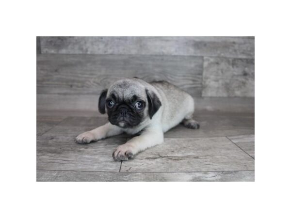 Pug DOG Female Fawn 15816 Petland Chillicothe, Ohio