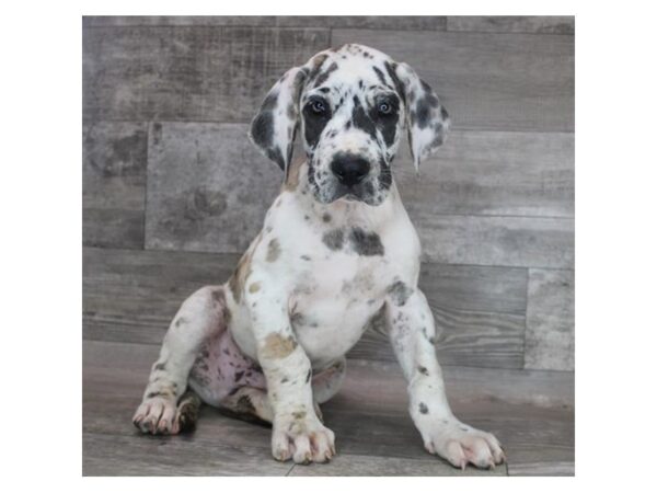 Great Dane DOG Male Fawnequin 15814 Petland Chillicothe, Ohio