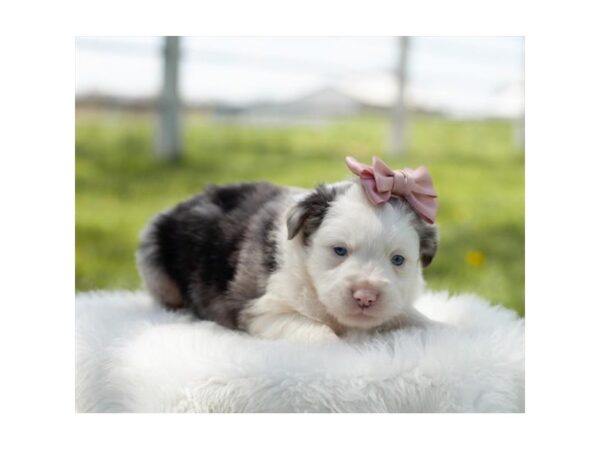 Miniature Australian Shepherd DOG Female Blue Merle 15819 Petland Chillicothe, Ohio