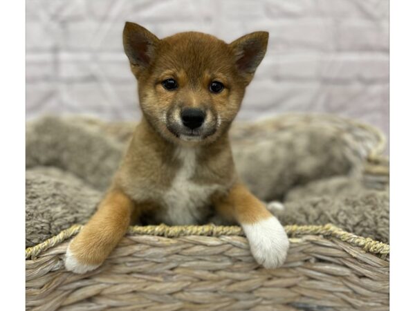 Shiba Inu DOG Female red 15829 Petland Chillicothe, Ohio