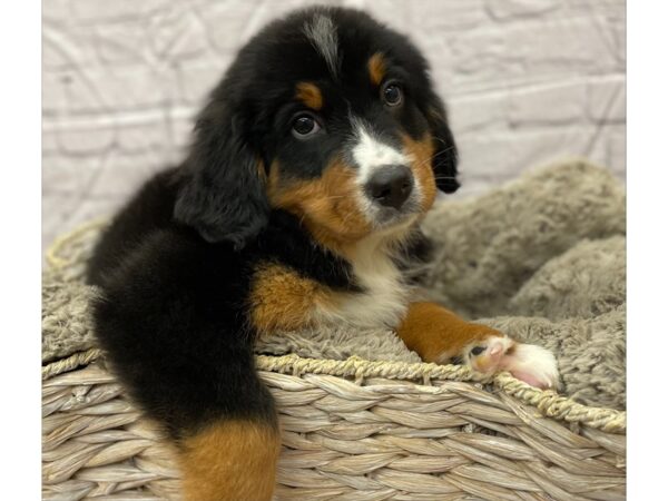 Bernese Mountain Dog DOG Male Black Rust / White 15830 Petland Chillicothe, Ohio