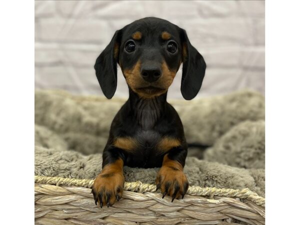 Dachshund DOG Female Black / Tan 15826 Petland Chillicothe, Ohio