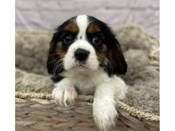 Cavalier King Charles Spaniel DOG Male Tri-Colored 15825 Petland Chillicothe, Ohio