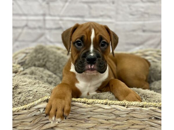 Valley Bulldog DOG Female Fawn / White 15821 Petland Chillicothe, Ohio