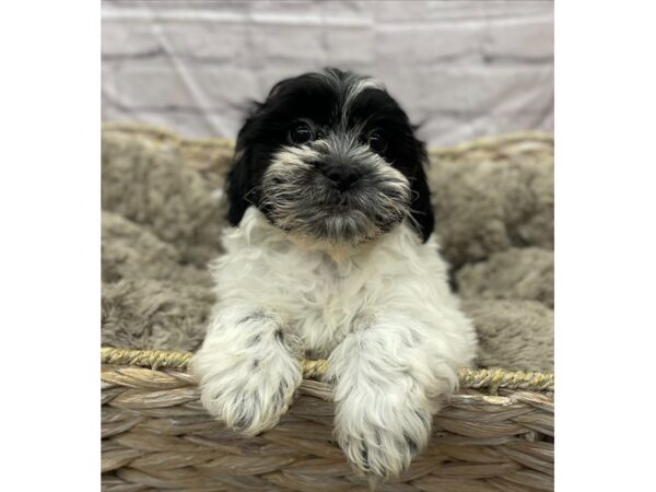 Shih Tzu/Bichon Frise DOG Male Black / White 15820 Petland Chillicothe, Ohio