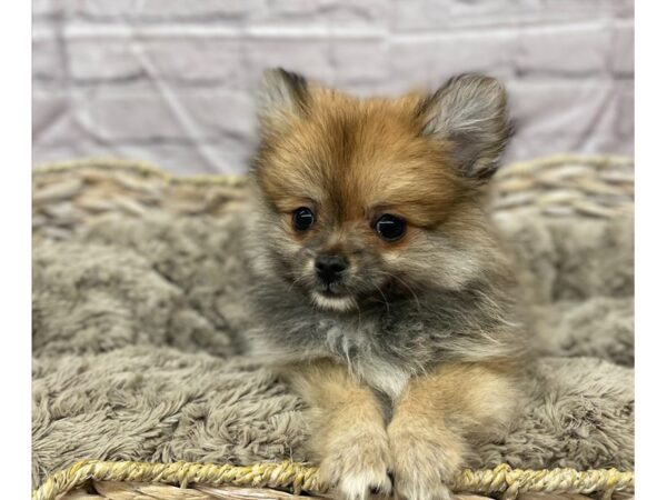 Pomeranian DOG Female Orange Sable 15815 Petland Chillicothe, Ohio