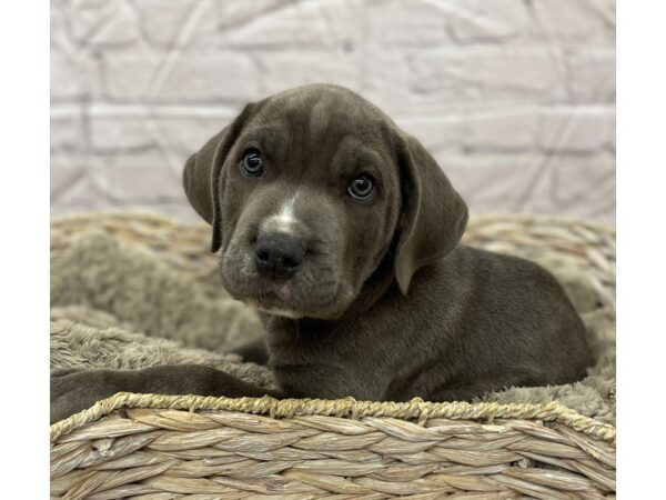 Cane Corso DOG Male Blue 15818 Petland Chillicothe, Ohio