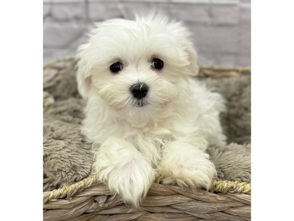 Maltese DOG Male 15824 Petland Chillicothe, Ohio