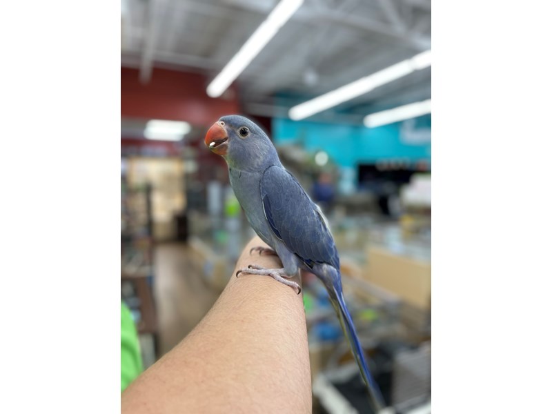 Violet Indian Ringneck Bird Blue ID:15846 Located at Petland ...