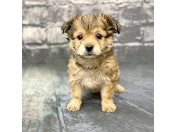 Chihuahua DOG Female Black Sabled Fawn 15845 Petland Chillicothe, Ohio