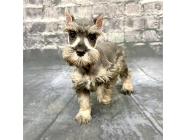 Miniature Schnauzer DOG Female Salt / Pepper 15843 Petland Chillicothe, Ohio