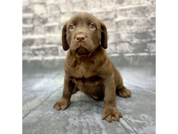 Labrador Retriever DOG Male Chocolate 15842 Petland Chillicothe, Ohio