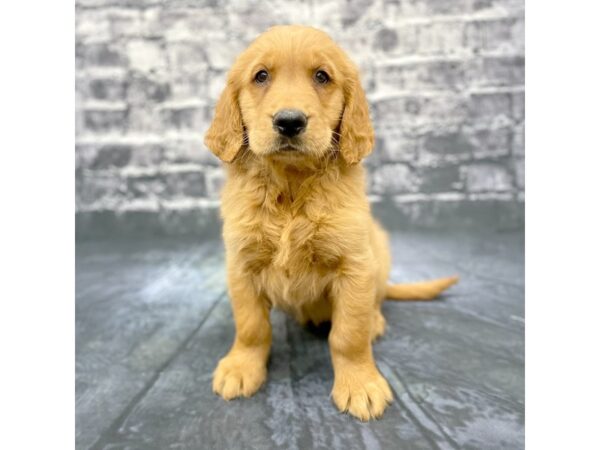 Golden Retriever DOG Male Gold 15841 Petland Chillicothe, Ohio