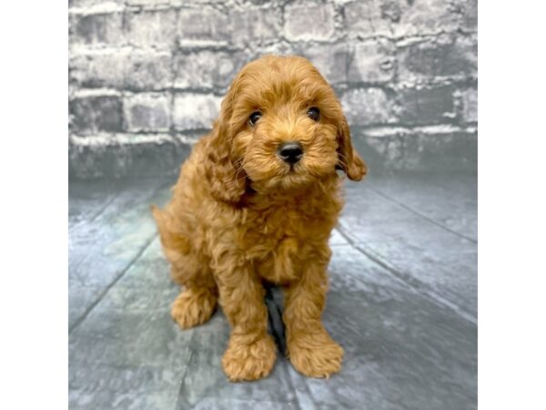 Cavapoo DOG Male Red 15839 Petland Chillicothe, Ohio