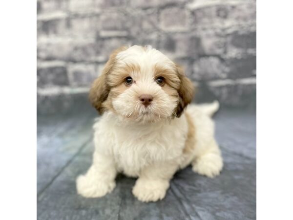 Teddy Bear DOG Male Red / White 15838 Petland Chillicothe, Ohio