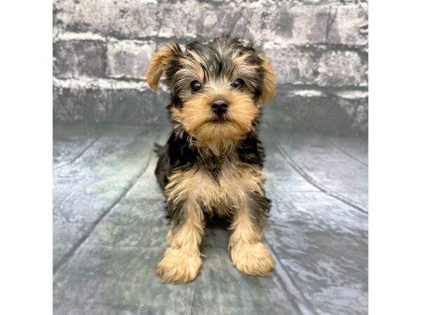 Yorkshire Terrier DOG Female Black / Tan 15844 Petland Chillicothe, Ohio