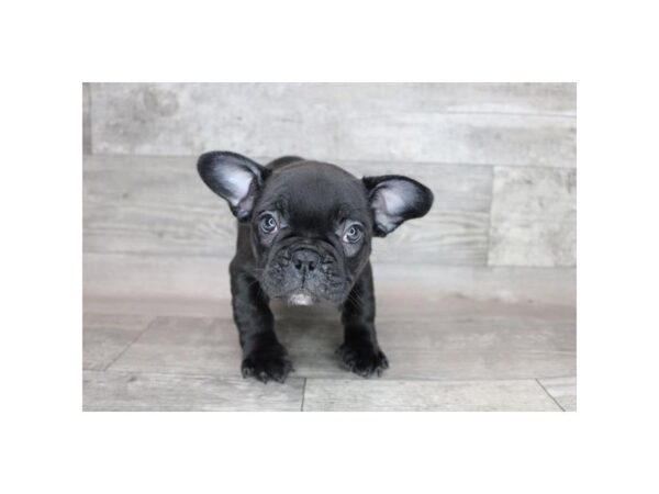 French Bulldog DOG Male Brindle 15850 Petland Chillicothe, Ohio