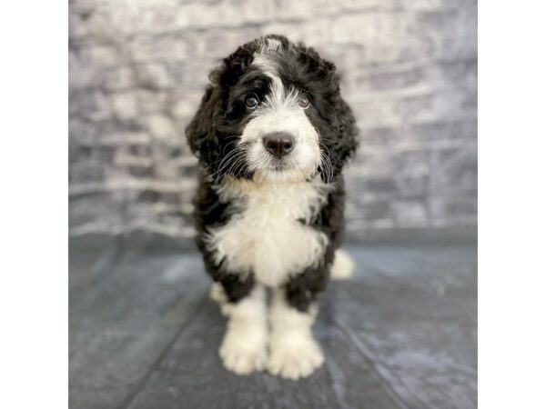 Bernardadoodle DOG Female Black / White 15858 Petland Chillicothe, Ohio