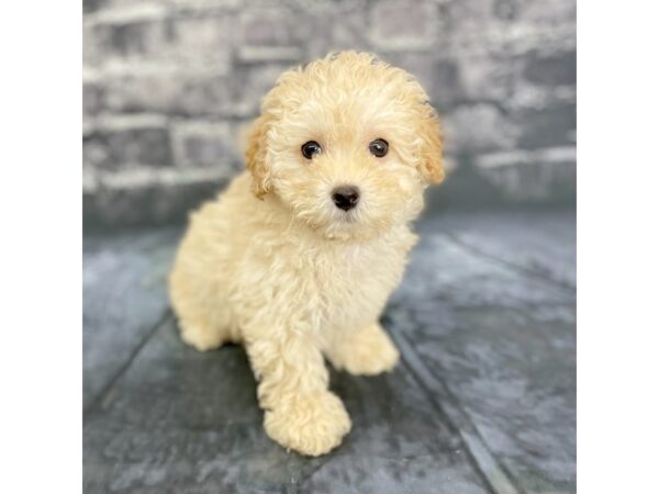 Bichapoo-DOG-Female-Buff-15857-Petland Chillicothe, Ohio