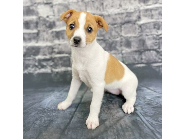 Jack Russell Terrier DOG Female Red / White 15856 Petland Chillicothe, Ohio