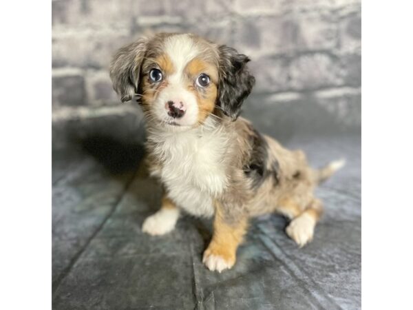 Aussie Dachshund-DOG-Female-Blue Merle-15855-Petland Chillicothe, Ohio