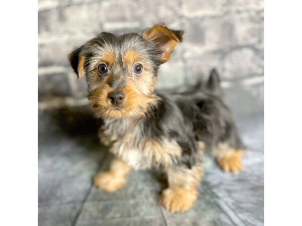 Silky Terrier DOG Male Black / Tan 15854 Petland Chillicothe, Ohio