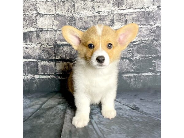 Pembroke Welsh Corgi DOG Male Sable / White 15853 Petland Chillicothe, Ohio