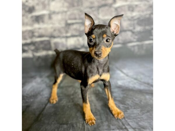 Miniature Pinscher DOG Female Black / Tan 15852 Petland Chillicothe, Ohio