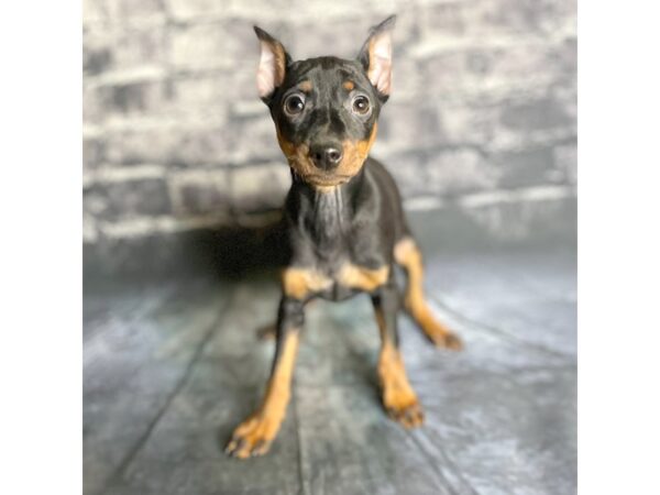 Miniature Pinscher DOG Female Black / Tan 15851 Petland Chillicothe, Ohio