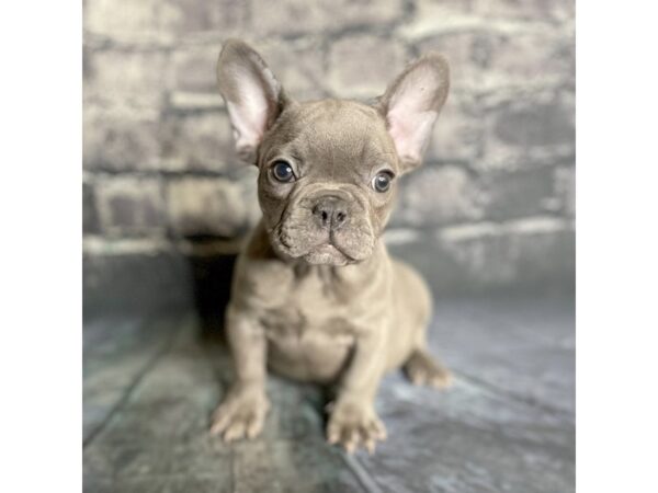 French Bulldog DOG Male Blue 15849 Petland Chillicothe, Ohio