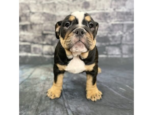 Bulldog DOG Female Black Tan / White 15848 Petland Chillicothe, Ohio