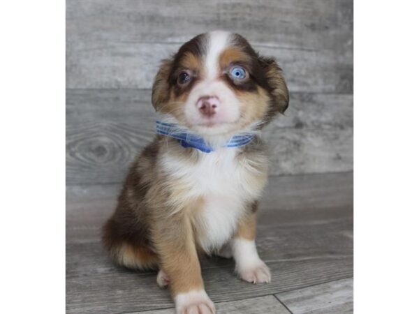 Toy Australian Shepherd-DOG-Male-Red Merle-15866-Petland Chillicothe, Ohio