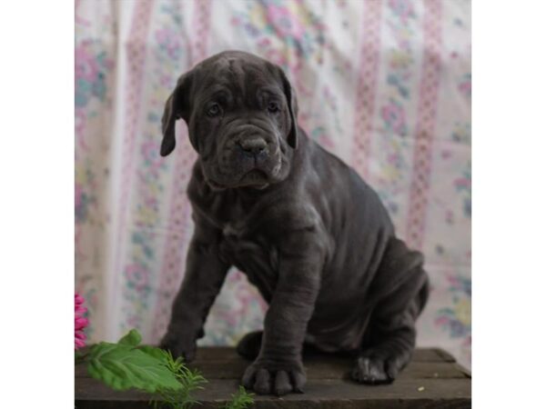 Neapolitan Mastiff DOG Female Blue 15870 Petland Chillicothe, Ohio