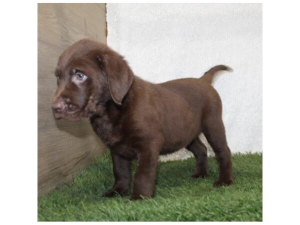 Labrador Retriever DOG Female Chocolate 15869 Petland Chillicothe, Ohio