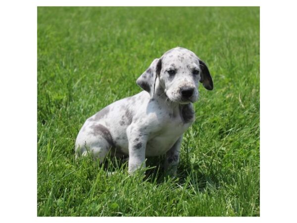 Great Dane DOG Female Merlequin 15872 Petland Chillicothe, Ohio